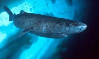 世界剑鱼排名前十 世界上最稀有的鲨鱼